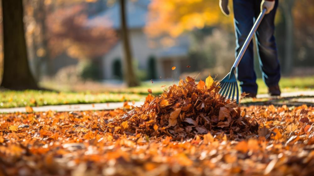feuilles mortes